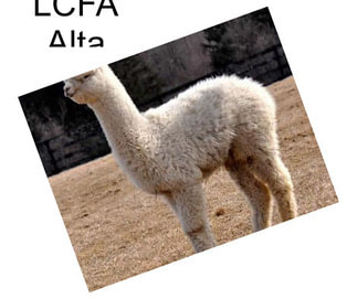 LCFA Alta