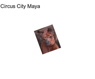 Circus City Maya