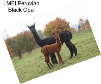 LMFI Peruvian Black Opal