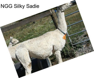 NGG Silky Sadie
