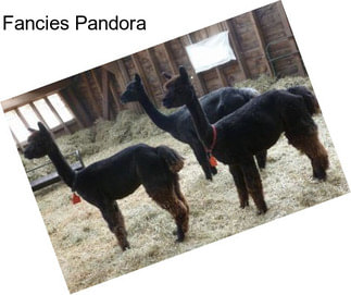 Fancies Pandora