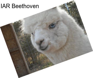 IAR Beethoven
