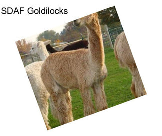 SDAF Goldilocks