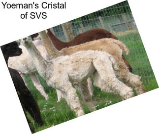 Yoeman\'s Cristal of SVS