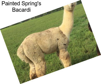 Painted Spring\'s Bacardi