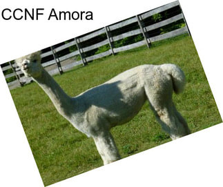 CCNF Amora