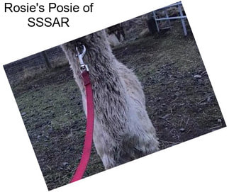 Rosie\'s Posie of SSSAR