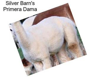 Silver Barn\'s Primera Dama
