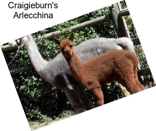 Craigieburn\'s Arlecchina