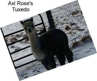 Axl Rose\'s Tuxedo