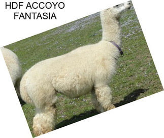 HDF ACCOYO FANTASIA