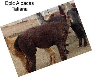 Epic Alpacas Tatiana