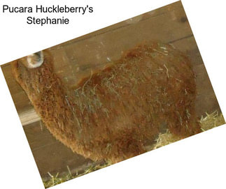 Pucara Huckleberry\'s Stephanie
