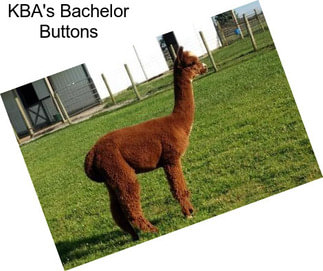 KBA\'s Bachelor Buttons