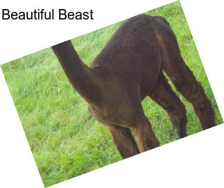 Beautiful Beast