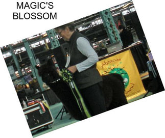 MAGIC\'S BLOSSOM