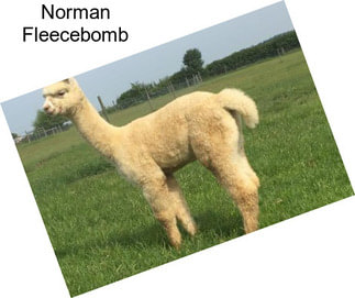 Norman Fleecebomb
