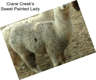 Crane Creek\'s Sweet Painted Lady