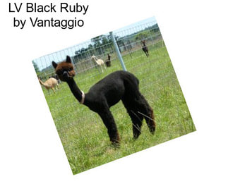 LV Black Ruby by Vantaggio