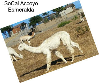 SoCal Accoyo Esmeralda