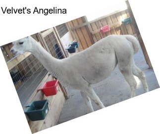 Velvet\'s Angelina