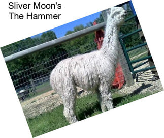 Sliver Moon\'s The Hammer