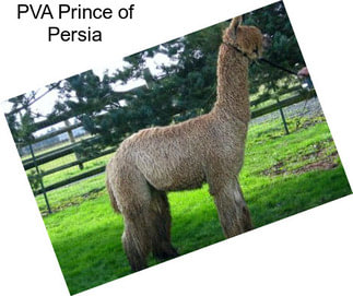 PVA Prince of Persia