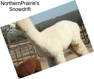 NorthernPrairie\'s Snowdrift