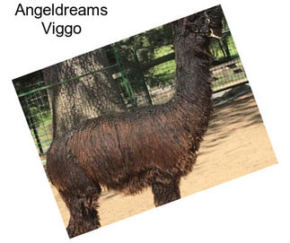 Angeldreams Viggo