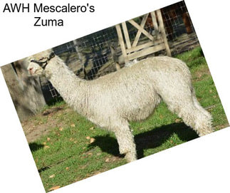 AWH Mescalero\'s Zuma