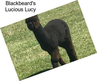 Blackbeard\'s Lucious Lucy