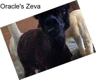 Oracle\'s Zeva