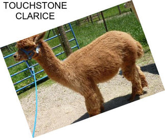 TOUCHSTONE CLARICE