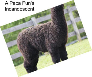 A Paca Fun\'s Incandescent