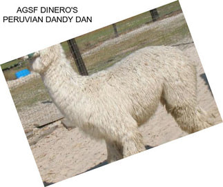 AGSF DINERO\'S PERUVIAN DANDY DAN