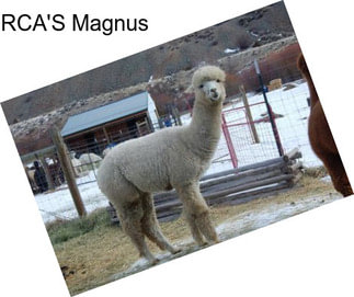 RCA\'S Magnus