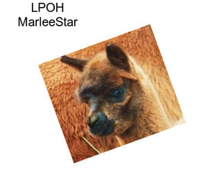 LPOH MarleeStar