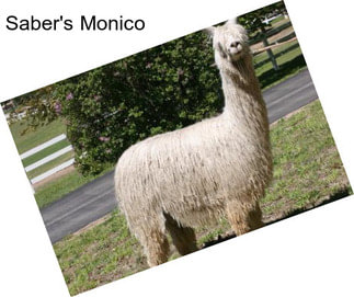 Saber\'s Monico