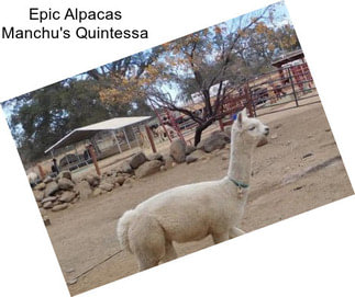Epic Alpacas Manchu\'s Quintessa