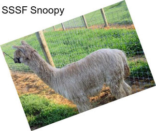 SSSF Snoopy