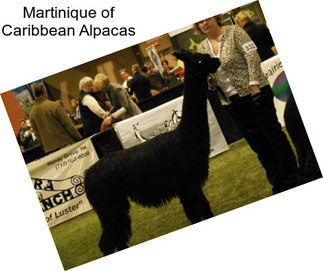 Martinique of Caribbean Alpacas