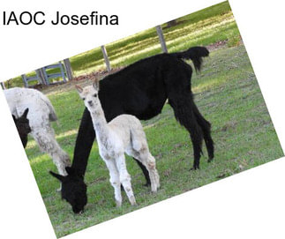 IAOC Josefina