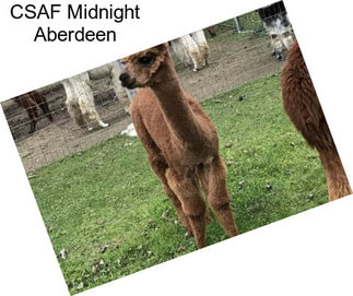 CSAF Midnight Aberdeen