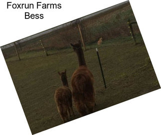 Foxrun Farms Bess