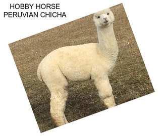 HOBBY HORSE PERUVIAN CHICHA
