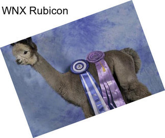 WNX Rubicon