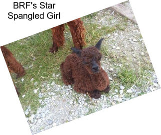 BRF\'s Star Spangled Girl