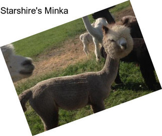 Starshire\'s Minka