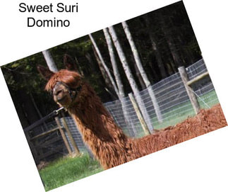 Sweet Suri Domino
