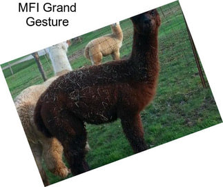 MFI Grand Gesture